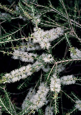 APII jpeg image of Melaleuca lanceolata  © contact APII