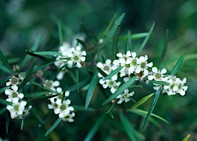 APII jpeg image of Leptospermum amboinense  © contact APII