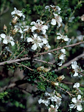 APII jpeg image of Leptospermum crassifolium  © contact APII