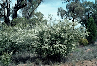 APII jpeg image of Leptospermum divaricatum  © contact APII