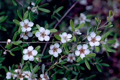 APII jpeg image of Leptospermum deuense  © contact APII