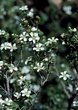 APII jpeg image of Leptospermum  © contact APII