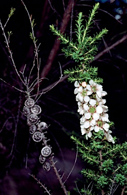 APII jpeg image of Leptospermum liversidgei  © contact APII