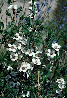 APII jpeg image of Leptospermum nitidum  © contact APII