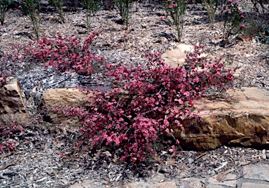 APII jpeg image of Leptospermum 'Merinda'  © contact APII