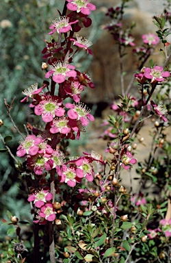 APII jpeg image of Leptospermum 'Rhiannon'  © contact APII