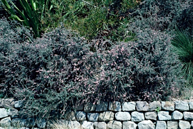 APII jpeg image of Leptospermum scoparium 'Silver Fantasy'  © contact APII