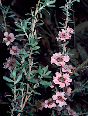 APII jpeg image of Leptospermum scoparium 'Silver Fantasy'  © contact APII