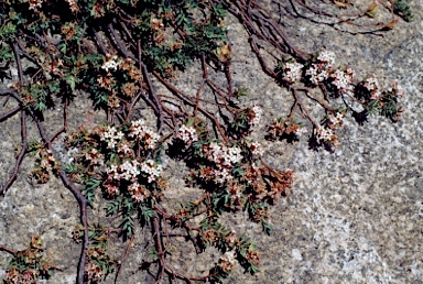 APII jpeg image of Pimelea alpina  © contact APII