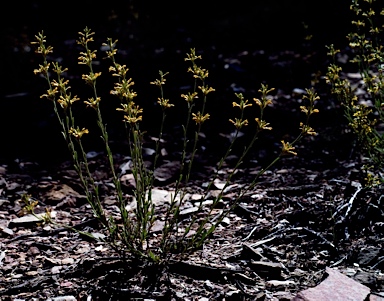 APII jpeg image of Pimelea curviflora var. sericea  © contact APII