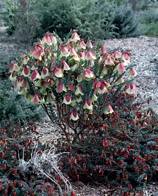 APII jpeg image of Pimelea physodes  © contact APII