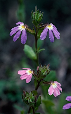 APII jpeg image of Scaevola aemula  © contact APII