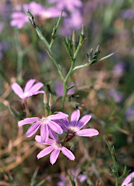 APII jpeg image of Scaevola oxyclona  © contact APII