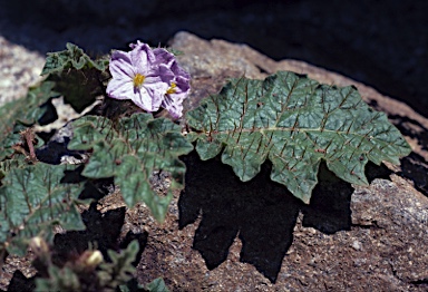 APII jpeg image of Solanum ditrichum  © contact APII