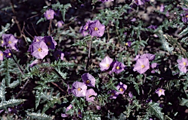 APII jpeg image of Solanum cinereum  © contact APII