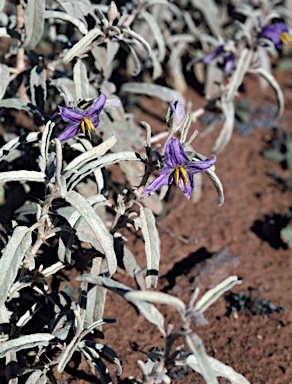 APII jpeg image of Solanum coactiliferum  © contact APII