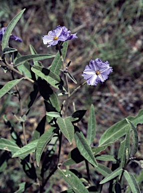 APII jpeg image of Solanum cunninghamii  © contact APII