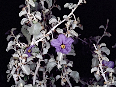 APII jpeg image of Solanum orbiculatum subsp. orbiculatum  © contact APII