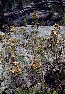 APII jpeg image of Bossiaea obcordata  © contact APII