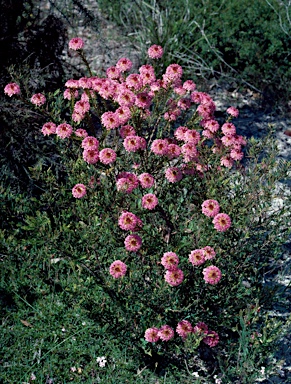 APII jpeg image of Pimelea rosea  © contact APII