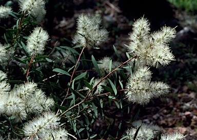 APII jpeg image of Melaleuca groveana  © contact APII