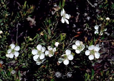 APII jpeg image of Leptospermum variabile  © contact APII