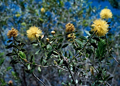 APII jpeg image of Melaleuca megacephala aff.  © contact APII