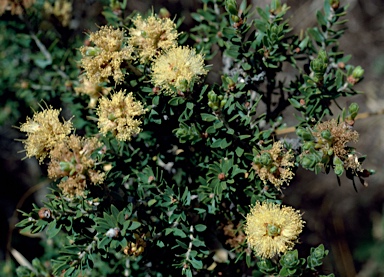 APII jpeg image of Melaleuca depressa  © contact APII