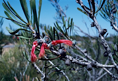 APII jpeg image of Calothamnus blepharospermus  © contact APII