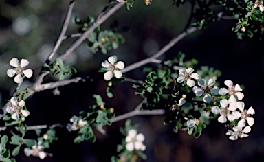 APII jpeg image of Leptospermum nitens  © contact APII