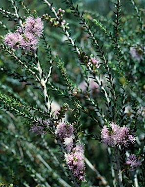 APII jpeg image of Melaleuca depauperata  © contact APII