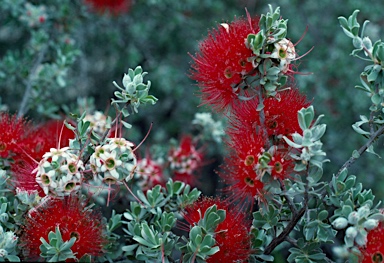 APII jpeg image of Kunzea pulchella  © contact APII