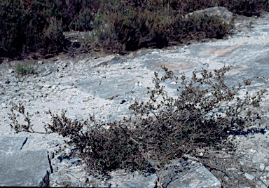 APII jpeg image of Leptospermum blakelyi  © contact APII