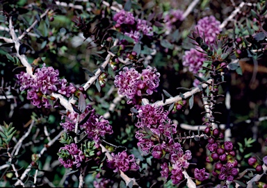 APII jpeg image of Melaleuca violacea  © contact APII