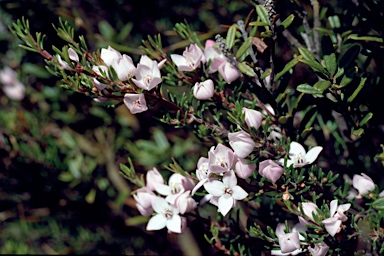 APII jpeg image of Boronia citriodora  © contact APII