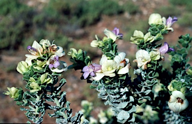 APII jpeg image of Eremophila cuneifolia  © contact APII