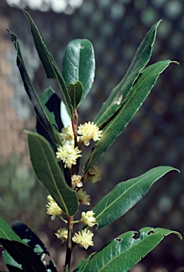 APII jpeg image of Laurus nobilis  © contact APII