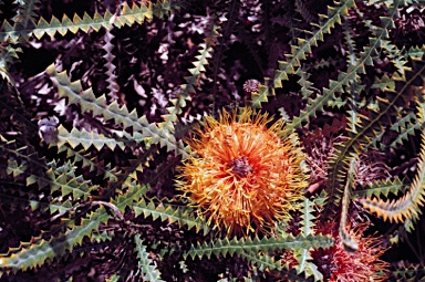 APII jpeg image of Banksia candolleana  © contact APII