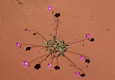 APII jpeg image of Calandrinia remota  © contact APII