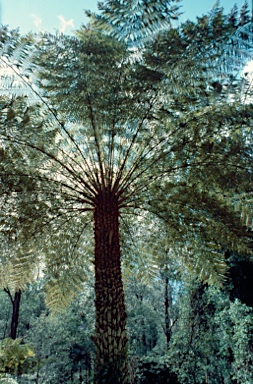 APII jpeg image of Cyathea australis  © contact APII