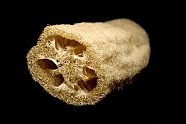 APII jpeg image of Luffa aegyptiaca  © contact APII