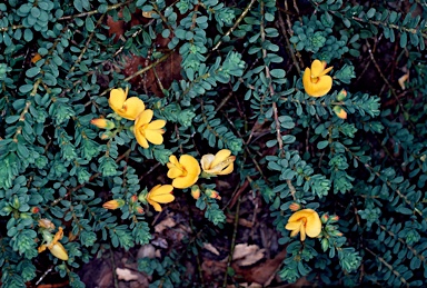 APII jpeg image of Pultenaea maritima  © contact APII