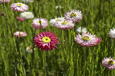 APII jpeg image of Rhodanthe chlorocephala subsp. rosea  © contact APII