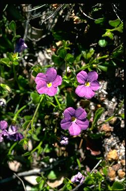 APII jpeg image of Scaevola calliptera  © contact APII