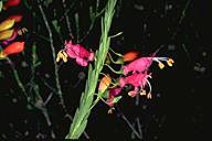 Eremophila racemosa - click for larger image