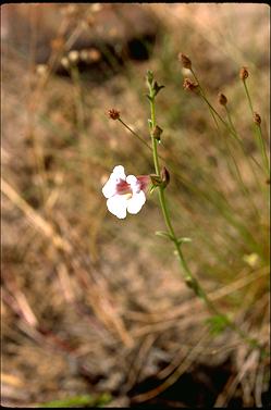 APII jpeg image of Centranthera cochinchinensis  © contact APII