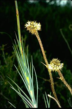 APII jpeg image of Dasypogon obliquifolius  © contact APII