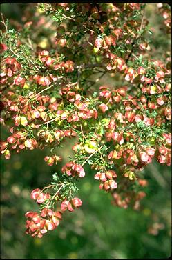 APII jpeg image of Dodonaea boronifolius  © contact APII