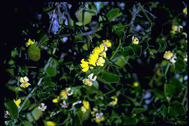 APII jpeg image of Goodenia varia  © contact APII