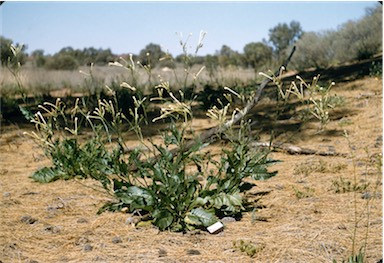 APII jpeg image of Nicotiana rosulata subsp. ingulba  © contact APII